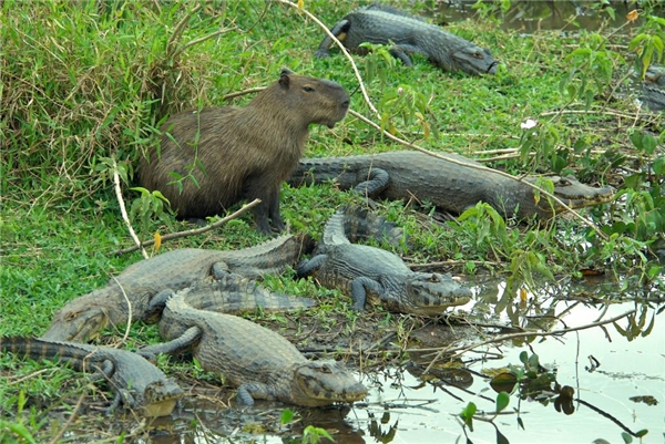 
Ở bờ sông Paraguay, một con chuột lang nước đực đang "nghỉ ngơi" giữa một nhóm cá sấu.