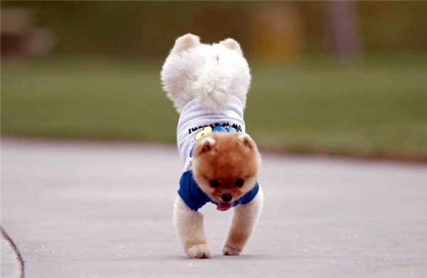 Một kỳ tích đã xảy ra khi một con cún con đã học được đi bằng hai chân. Hãy xem hình ảnh để đón nhận những khoảnh khắc đáng yêu này.