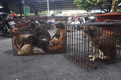 
Một phần số lượng chó được cơ quan chức phát hiện tại cơ sở trên.