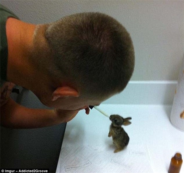 
Chàng trai này đã tìm thấy và cứu một chú thỏ con bé nhỏ và chăm sóc nó một cách tận tình để nó khoẻ mạnh hơn.