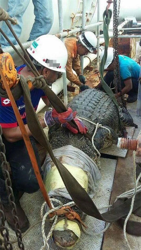 
Miệng cá sấu được dán kín mít để tránh gây nguy hiểm. Tuy nhiên con vật đã chết hai giờ sau đó.