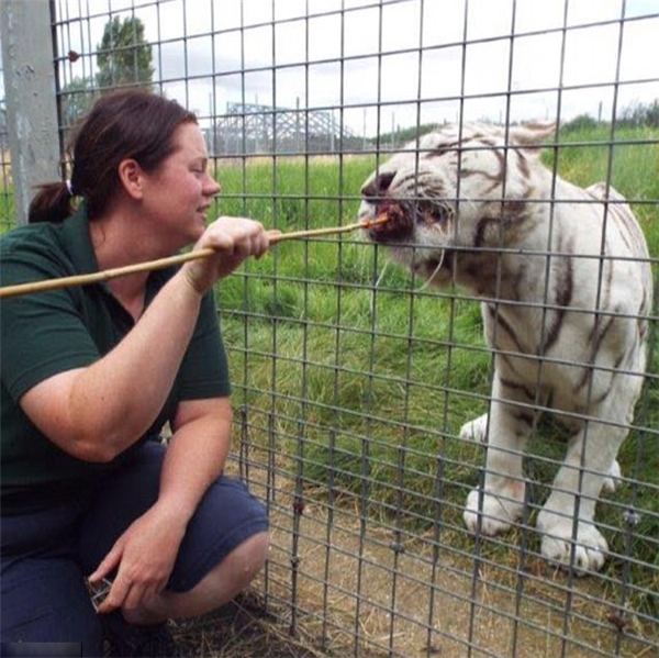 Nữ nhân viên vườn thú bị hổ vồ chết khi cố gắng giải cứu đồng nghiệp