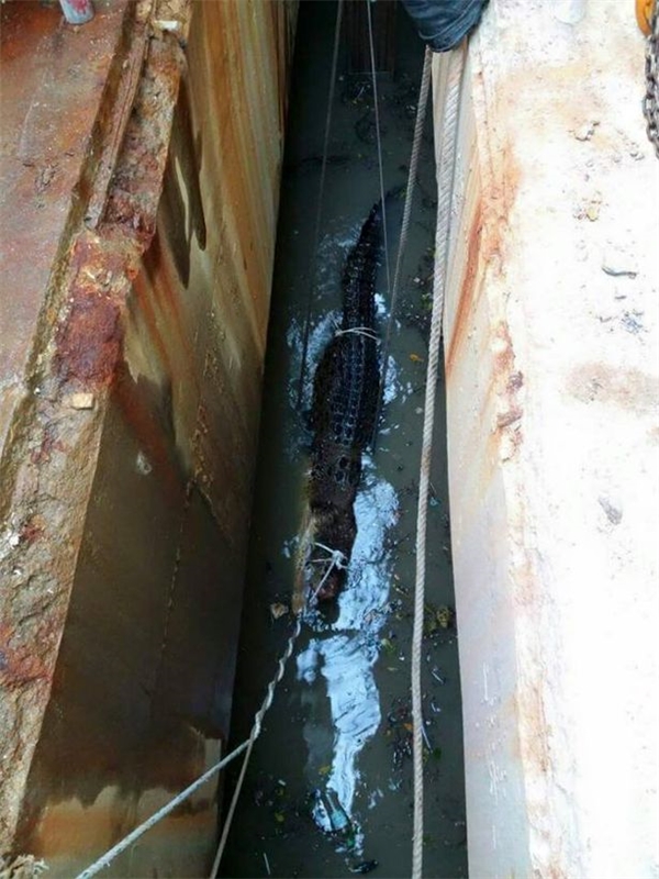 
Cá sấu bị mắc kẹt dưới kênh nước dài 6 mét và nặng khoảng 1 tấn.