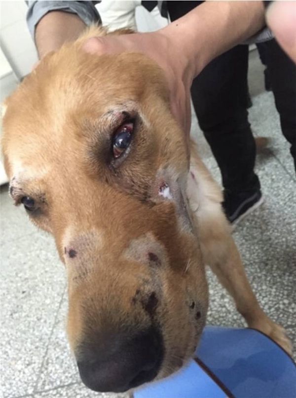 Chú chó bị thương khắp người sau khi được sân bay trả lại cho chủ