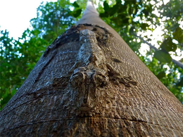 Nhấn vào ảnh để phóng to Tắc kè Uroplatus hoàn hảo trong thân cây xù xì.