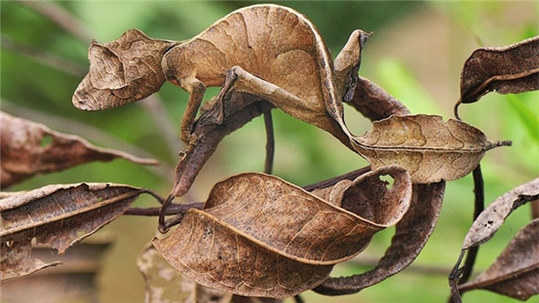 Nhấn vào ảnh để phóng to Xin giới thiệu, tắc kè và chiếc lá khô.
