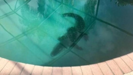 
Hình dáng con sấu chực sẵn trong hồ bơi