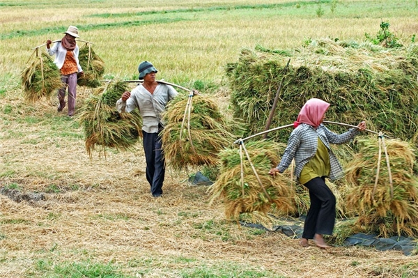 
Thứ mà người nông dân luôn quan tâm lo lắng là liệu năm nay có được mùa lúa gạo. (Ảnh: Minh họa)