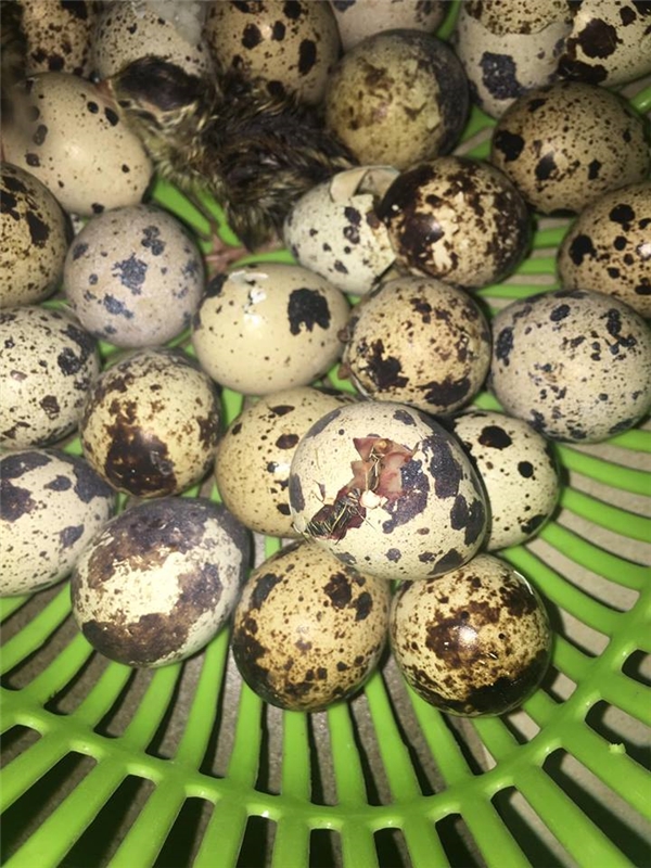 
Những chú chim rục rịch "đào tẩu" ra khỏi vỏ trứng.