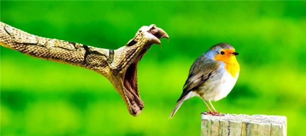 
Liệu con chim sẽ nhanh hơn hay con rắn nhanh hơn?