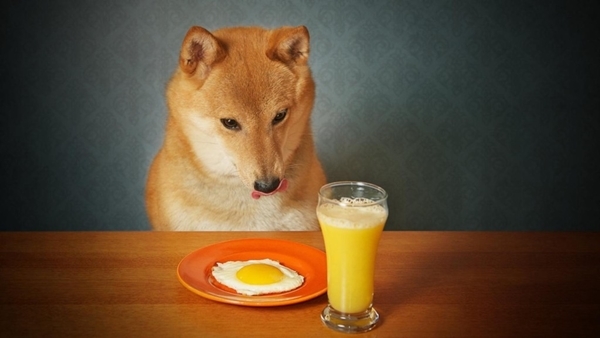
Lòng trắng trứng lại có chứa protein avidin, một loại chất gây ức chế và tiêu hao vitamin H. (Ảnh: Internet)