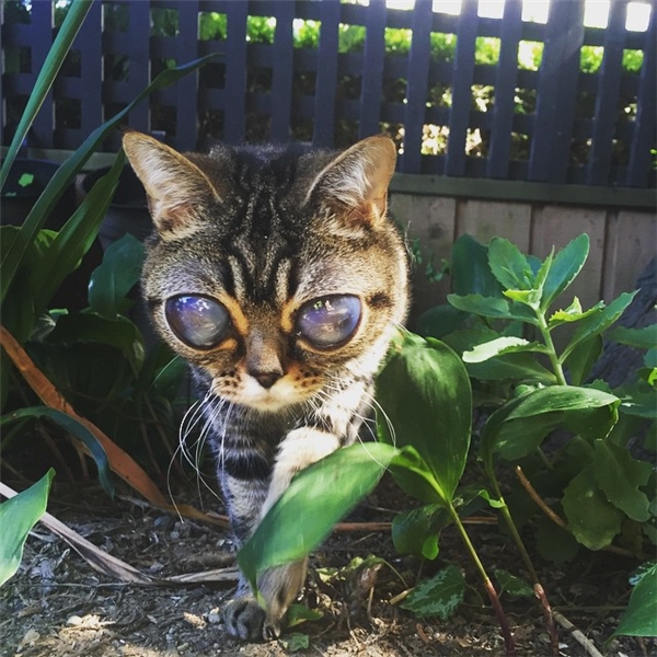 Cô mèo mắt lồi như người ngoài hành tinh hot nhất CĐM giờ ra sao?