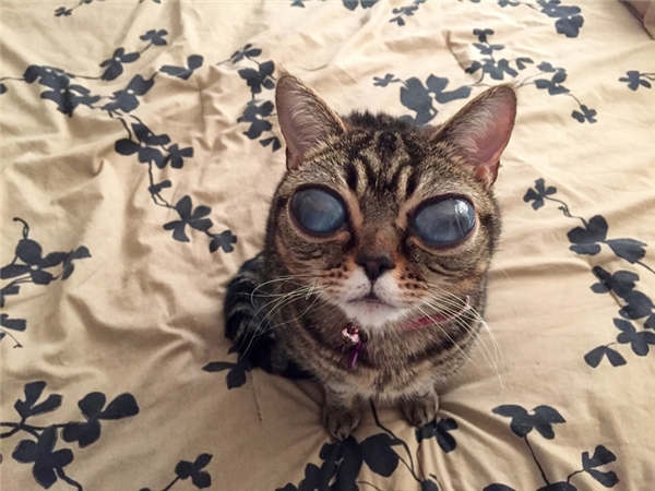 Cô mèo mắt lồi như người ngoài hành tinh hot nhất CĐM giờ ra sao?