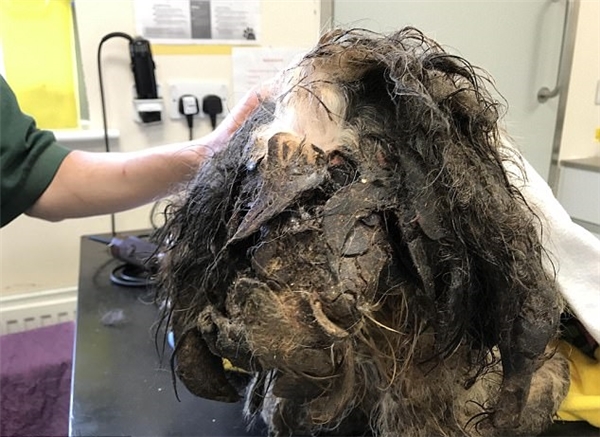 Chú chó bị bỏ rơi và bộ lông lâu ngày không được chăm sóc.