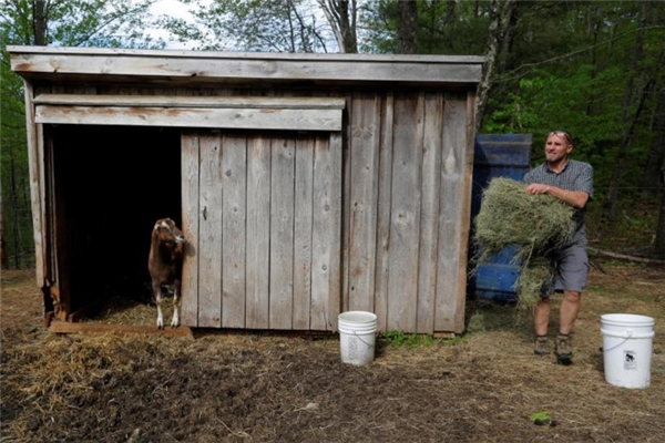 
Peter Corriveau, chủ của trang trại Jenness tại Nottingham, New Hampshire quyết định cho 5 chú dê của mình thử sức ở vai trò mới.