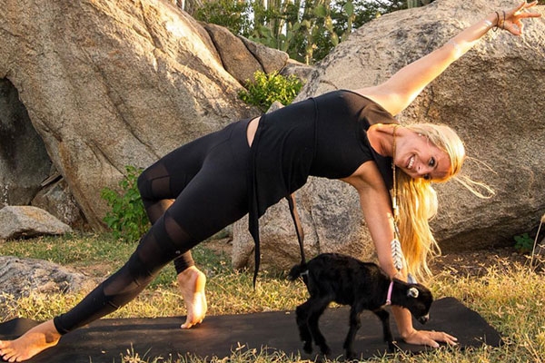Rachel Brathen - một chuyên gia về Yoga qua mạng cho rằng: “Bạn chưa hoàn thiện việc tập yoga cho đến khi bạn tập cùng với một con dê”.