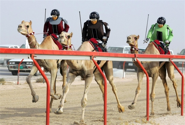 
Không phải đua ngựa, ở xứ sở xa mạc này thú vui của người dân cũng là đua lạc đà cơ.