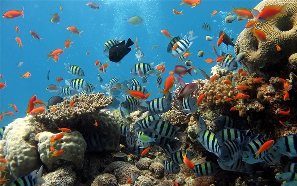 
Đông Timor là địa điểm lý tưởng để lặn biển.