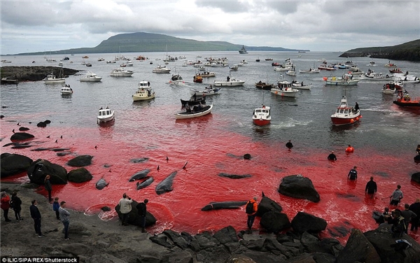 
Cả một vùng biển Đan Mạch bị nhuộm đỏ bởi máu của những chú cá voi hoa tiêu đáng thương bị tàn sát trong lễ hội hằng năm tại quần đảo Faroe.