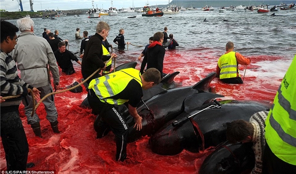 
Còn những thợ săn cá voi thì xẻ bọn chúng ngay tại bờ làm máu loang cả vùng biển.
