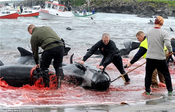 
Mỗi năm có hơn 200 chú cá voi hoa tiêu vô tội bị tàn sát trong lễ hội này và các nhà tổ chức động vật cũng không thể ngăn cản.