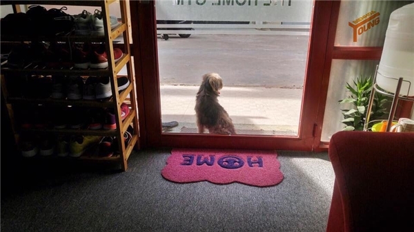 
Hình ảnh chú chó nhỏ ngồi trước phòng gym trên đường Phan Chu Trinh khiến nhiều người chú ý.
