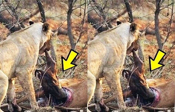 Chú hươu con được sư tử cái lôi ra khỏi bụng mẹ.