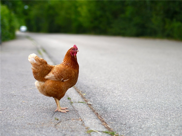
Nếu bạn sống ở Quitman, Georgia mà có nuôi gà, thì tốt nhất đừng để chúng băng qua đường vào bất cứ thời điểm nào.
