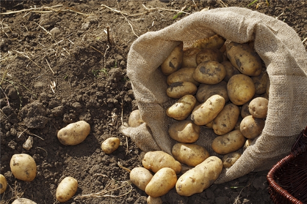 
Ở miền tây Australia, bạn sẽ phạm pháp nếu sở hữu hơn 50kg khoai tây.