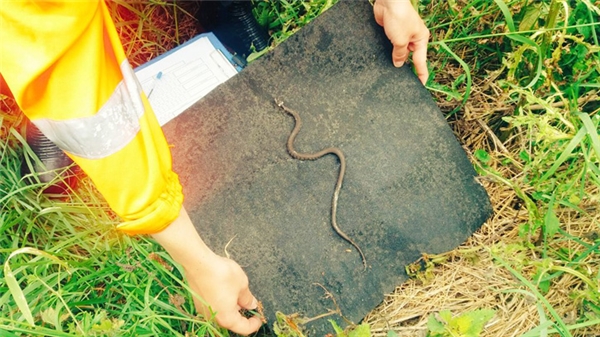 
Ở nước Anh, người ta phải huy động cả một đội ngũ cứu hộ để lấy một con rắn to bằng ngón tay ra khỏi đám cỏ trong vườn.