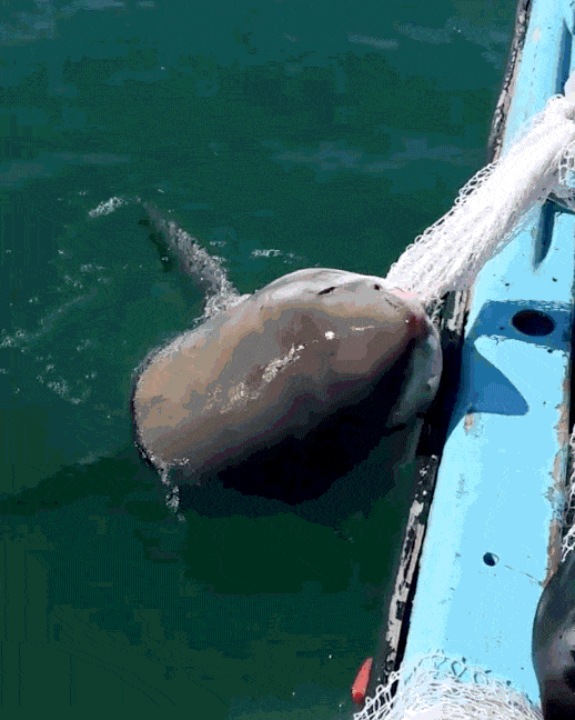
Còn đây là cách thể hiện sự lầy lội của động vật ở Australia: Cá mập chồm lên thuyền giật lưới đánh cá của ngư dân