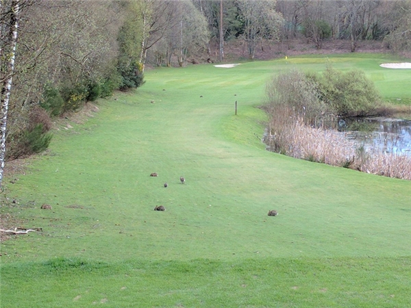 
Ở Anh, chỉ có một bầy thỏ hoang mới dám lẻn vào sân golf.