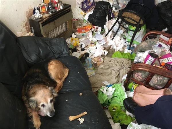 Chú chó bị bỏ rơi, sống trong đống rác, trên mặt mang khối u nặng trĩu