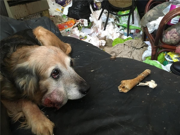 Chú chó bị bỏ rơi, sống trong đống rác, trên mặt mang khối u nặng trĩu