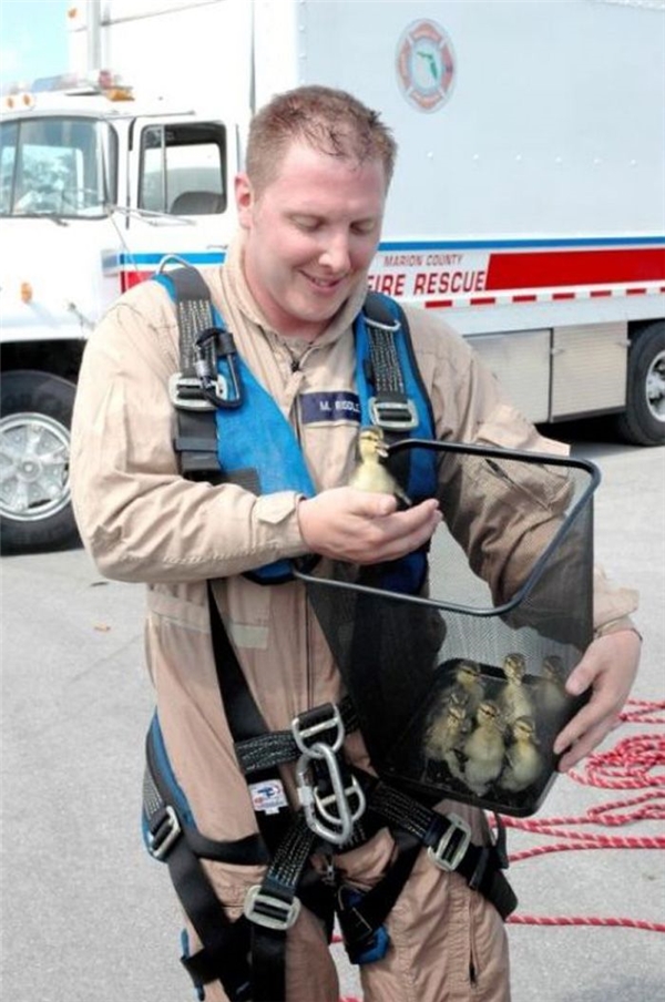 
Người lính cứu hỏa này đã rất vui vẻ khi cứu thoát an toàn một bầy vịt mới nở để trả lại cho mẹ của chúng.