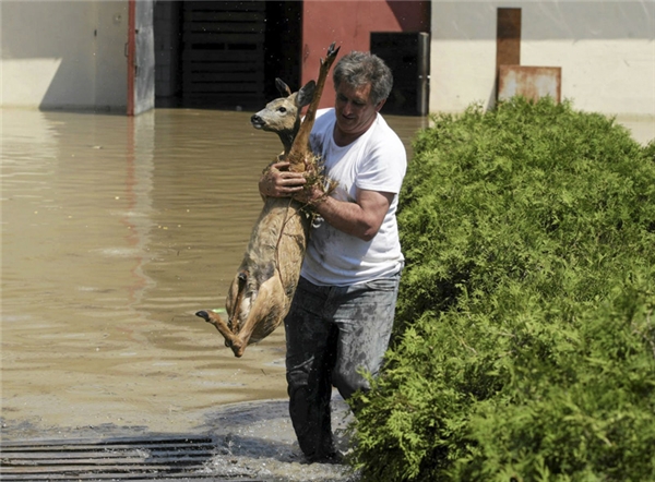 
Chú nai này bị nước lũ cuốn trôi đến một thị trấn tại Ba Lan, nó được một người dân cứu khỏi dòng nước và trả về rừng.