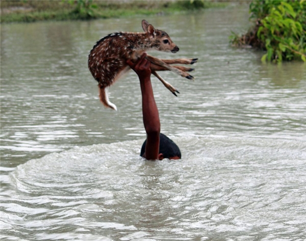 
Bấp chấp nước lũ ngập đầu, cậu bé người Noakhali, Bangladesh này vẫn cố gắng giơ cao chú nai con lên đầu cho khỏi ướt và đưa nó đến nơi an toàn với bầy của mình.