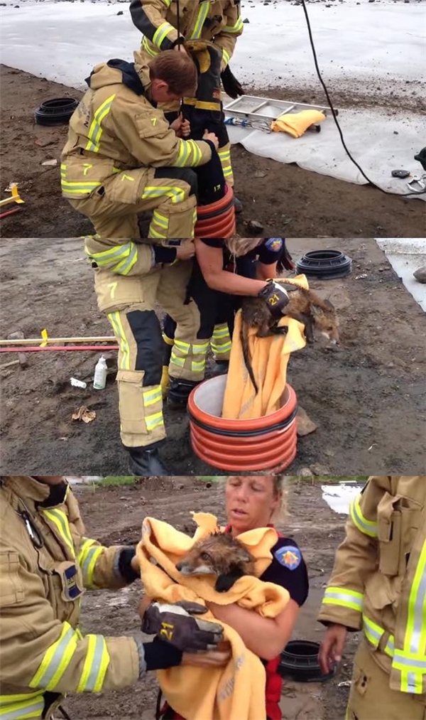 
Hai người lính cứu hỏa nắm chân để một người lính thứ ba chui đầu xuống một chiếc hố để cứu một chú cáo bị rơi xuống dưới đó.