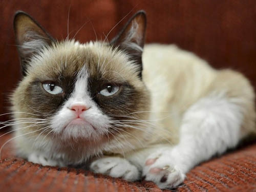 
Mèo Grumpy với gương mặt "cáu bẳn" thường được cư dân mạng lấy hình ảnh chế hài hước.