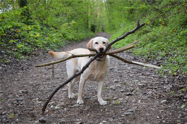 
Một hình ảnh hết sức ngây thơ của một chú chó và ba khúc cây.