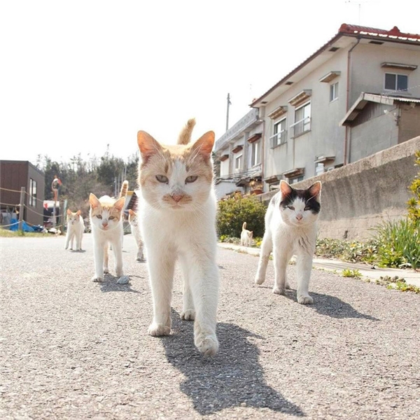 
Chỉ là một binh đoàn mèo trong khu phố thôi mà.