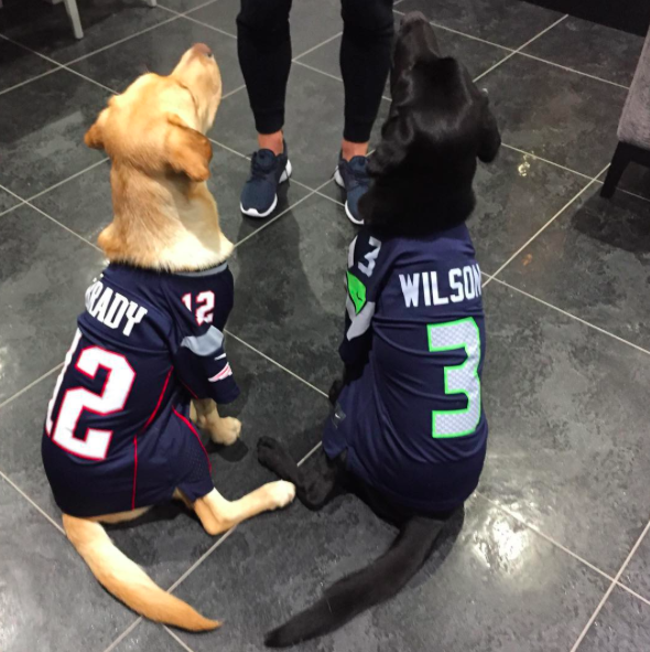 
Brady và Wilson có hẳn áo in tên riêng.

2 chú cún chào mừng cô chủ Ivy sắp chào đời.