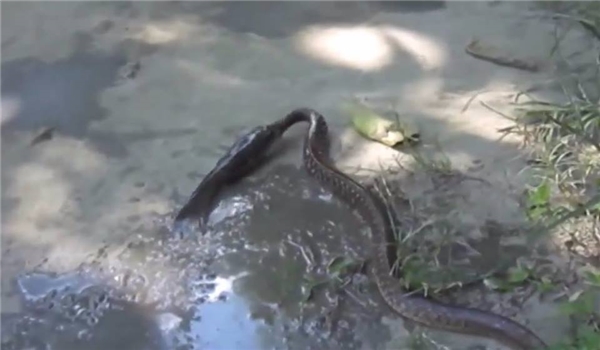 Hi hữu cảnh con cá ngậm chặt đầu rắn đến chết để không bị ăn thịt