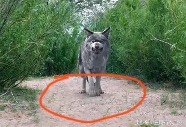 
Bộ phim lộ rõ kỹ xảo giả khi con sói không hề có bóng trong thời tiết nắng nóng.