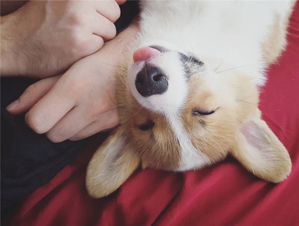 Ngộ nghĩnh chú corgi lưỡi quá dài nên lúc nào cũng trào ra khỏi miệng