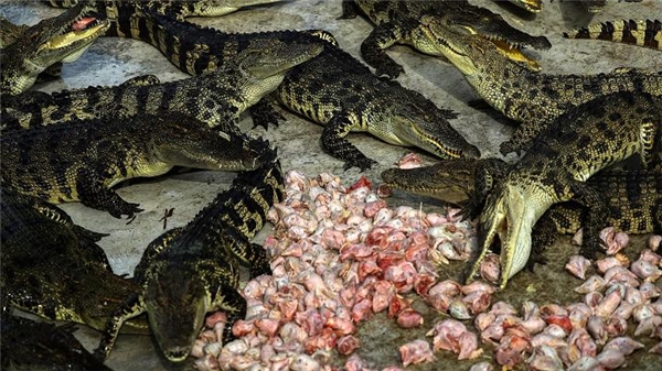 Những hình ảnh rùng rợn trong lò nuôi cá sấu lấy da và thịt