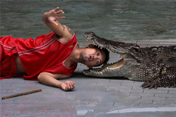 
Một nghệ sĩ đang trình diễn trò mạo hiểm tại một sở thú ở tỉnh Chonburi.