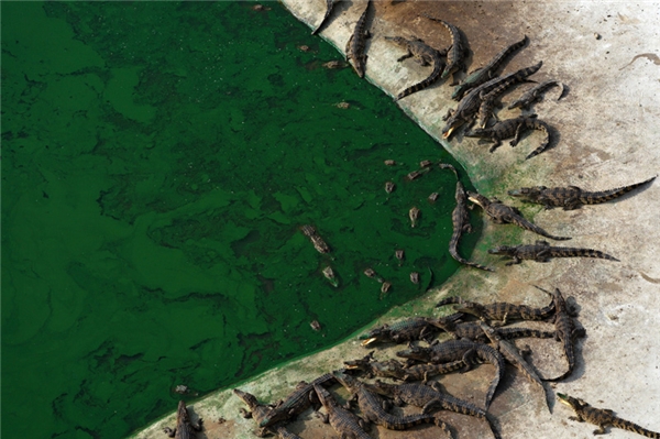
Bầy cá sấu đang nằm nghỉ mát bên hồ tại trang trại Sri Ayuthaya, tỉnh Ayutthaya.