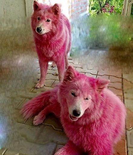 Hai chú chó Samoyed hồng từng bị chủ nhuộm lông và bỏ rơi tại một bìa rừng ở Nga chỉ vì đã hết "giá trị lợi dụng".