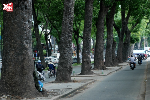 Dân Sài Gòn tiếc nuối hàng cây xanh trăm tuổi sắp bị đốn hạ, di dời
